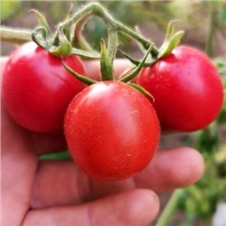 Жаростойкие Помидоры Портер - Porter Tomato