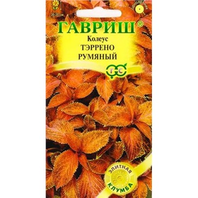 Колеус Тэррено румяный (Код: 84683)