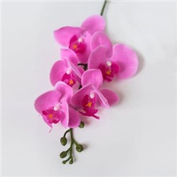 Орхидея Фаленопсис (5 цветков)