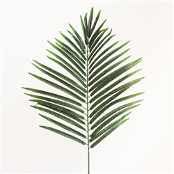 Лист пальмы, 75 см. (Лист Робелини)