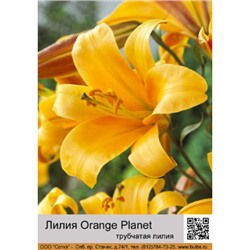 Лилия Orange Planet