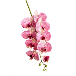 Орхидея фаленопсис (9 цветков)