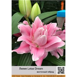 Лилия Lotus Dream