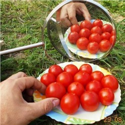 Помидоры Маленький Поцелуй Герани - Little Geranium Kiss Tomato