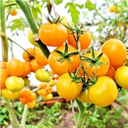 Помидоры Сербская Тыквочка Бундивиче - Bundevice Tomato