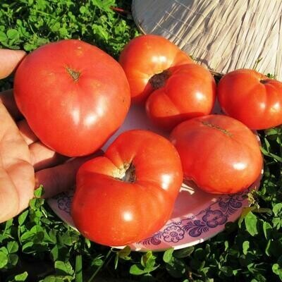 Помидоры Гном Розелла Гигант - Giant Dwarf Rosella Tomato