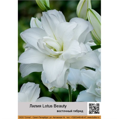 Лилия Lotus Beauty