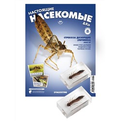 Журнал № 89 "Настоящие насекомые" (Стрекоза дозорщик. Личинка)