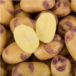 Картофель семенной Синеглазка 2016(с/элита)1.4 кг. НОВИНКА!