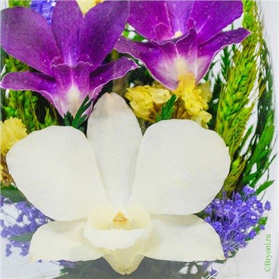 Композиция из натуральных орхидей (арт. RmiO) в подарочной упаковке