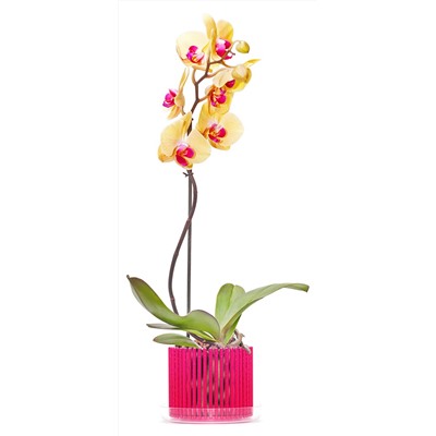 Корона для орхидеи с поддоном Стандарт, желтый флюр d=130 мм, h=120 мм