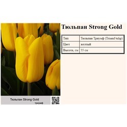Тюльпан Strong Gold