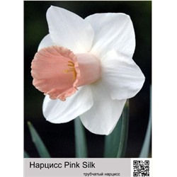 Нарцисс Pink Silk