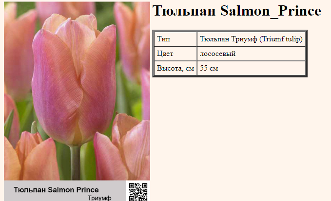 Тюльпан салмон принс фото и описание
