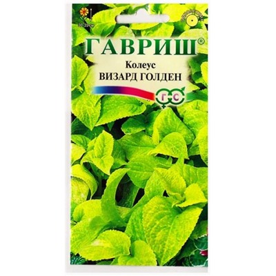 Колеус Визард Голден (Код: 78648)