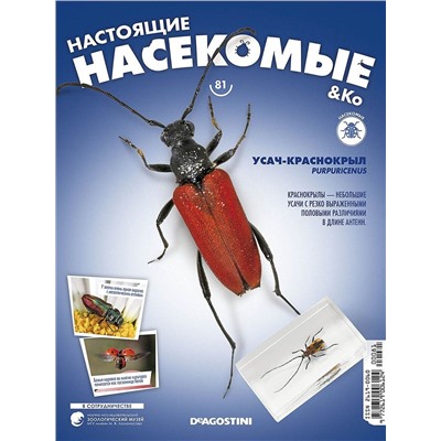 Журнал № 81 "Настоящие насекомые" (Усач-краснокрыл)