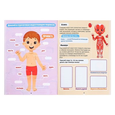 Наклейки «Как устроено моё тело», 16 стр.