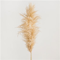 Кортадерия (пампасная трава)