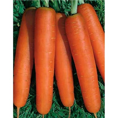 Морковь "Нантская" 1,5 гр
