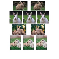 Набор водорастворимых картинок - Кролики №2