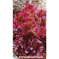 Салат листовой Корсар Ред