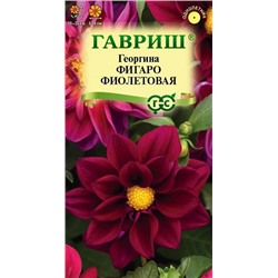 Георгина Фигаро фиолетовая (Код: 92729)