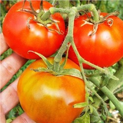 Помидоры Рассвет  (Брикодей)  - Break O' Day Tomato
