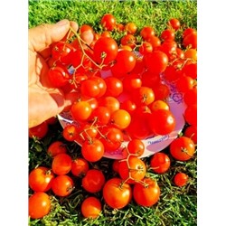 Помидоры Ягодный Ковёр - Berry Carpet Tomato