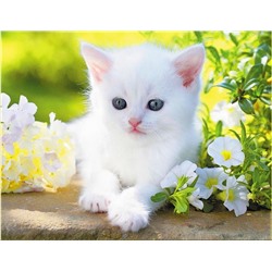HWA 2354 Белый котенок
