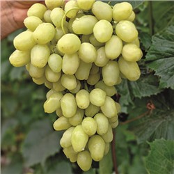 Виноград плодовый Бананас1 шт