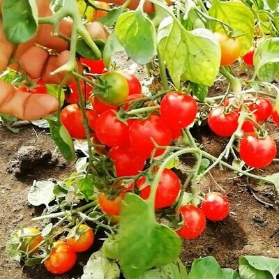 Помидоры Маленький Ручей - Tomato Small Stream