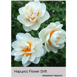 Нарцисс Flower Drift