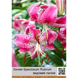 Лилия Speciosum Rubrum